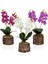 3'lü Set Doğal Kütük Saksıda Yapay Orkide 1