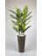 Yapay Areka Ağacı ve Bambu Gövdeli Salon Çiçeği, Bej, 150cm, Saksı, Beyaz 2