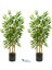 2 Adet Gri Saksıda Çim Detaylı Yapay Benjamin ve Bambu Ağacı, Yeşil, 101-125 cm 1