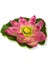 Renkli Pembe Su Nilüferi 17 cm, Çiçek Demeti, Yükseklik 11-30 cm 3