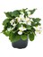 Begonya – Begonia Beyaz Renk 10 Adet 1