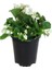 Begonya – Begonia Beyaz Renk 10 Adet 2