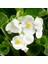Begonya – Begonia Beyaz Renk 10 Adet 3