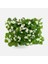 Begonya – Begonia Beyaz Renk 10 Adet 4