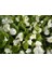 Begonya – Begonia Beyaz Renk 10 Adet 5