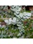 2 Yaş Eucalyptus Cinerea Silver Dollar Bodur Okaliptus Fidanı 1