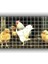 4'lü Paket 3 x 3 - 2.50 mm 100 x 200 cm Galv. Hasır Tel 2