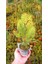 Altuni Mazı Fidanı 20-30 cm - Sarı Çit Bitkisi 3