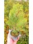 Altuni Mazı Fidanı 20-30 cm - Sarı Çit Bitkisi 5