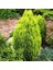 Altuni Top Mazı Thuja Orientalis Aurea Compacta Nana 5 Adet 1