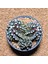 T-Rex Gymnocalycium Koleksiyonluk Özel Tür Kaktüs 1