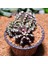T-Rex Gymnocalycium Koleksiyonluk Özel Tür Kaktüs 3