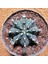 Gymnocalycium Stenopleurum 7,5 cm Boyutunda Özel Tür 1