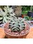 Gymnocalycium Stenopleurum 7,5 cm Boyutunda Özel Tür 2