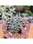 Gymnocalycium Stenopleurum 7,5 cm Boyutunda Özel Tür 3