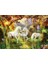 1000 Parça Unicorns In The Forest Puzzle 1