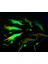 5222 Fosforlu Glow Silikon Karides 8cm. 2