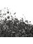 Charcoal Pore Vacuum Cleansing Foam - Kömür Gözenek Vakum Yüz Temizleme Köpüğü 500ML 2