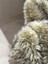 Zp Ithal Rakun Desen, 1500 Gr Highend Peluş Kumaş, Yapay Kürk Yüksek Kalite 50x150 Cm Ev Tekstili 2