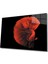 Kırmızı Balık Cam Tablo 1