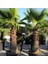Palmiye Fidanı-Washingtonia Robusto Palmiye (50-60 Cm) 1