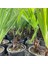Palmiye Fidanı-Washingtonia Robusto Palmiye (50-60 Cm) 4