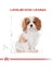 Royal Canin Cavalier King Charles Junior Yavru Köpek Maması 1,5 kg - Lisinya 2
