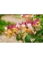 Hanım Eli Çiçeği Kokusu Yağlı Uçucu Koku Hava Nemlendirici Kokusu Aromatik Difüzör Koku 30 ml 5