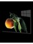 Şeftali Cam Tablo Peaches 1