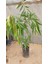 Gül Elması Fidanı (Rose Apple) 3 Yaş 60 cm (Nadir Tür) 3