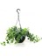 Mini Hedera Alacalı Salon Sarmaşığı- (Hedera Helix Variegata) As 1