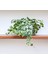 Mini Hedera Alacalı Salon Sarmaşığı- (Hedera Helix Variegata) As 3