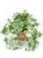 Mini Hedera Alacalı Salon Sarmaşığı- (Hedera Helix Variegata) As 5