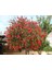 Fırça Çalısı Callistemon 20 - 30 cm 1