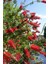 Fırça Çalısı Callistemon 20 - 30 cm 3