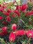 Fırça Çalısı Callistemon 20 - 30 cm 4