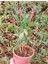 Fırça Çalısı Callistemon 20 - 30 cm 5