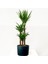 YUKA BİTKİSİ (Yucca Massengena) 3 Gövdeli - Ruby Antrasit Saksılı 1