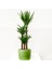 YUKA BİTKİSİ (Yucca Massengena) 3 Gövdeli - Ruby Mint Yeşili Saksılı 1