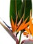 Starliçe (Strelitzia Reginae) Cennet Kuşu Bitkisi 50-70CM Salon Çiçeği 3