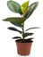 Tek Dal 20-45CM Kauçuk Bitkisi - Ficus Elastica Ev, Ofis, Salon, Iç Mekan Bitkisi 1