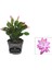 Pembe Renk Yılbaşı Çiçeği Saksılı 10-15 cm 1 Adet Schlumbergera Truncata 1