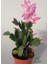 Pembe Renk Yılbaşı Çiçeği Saksılı 10-15 cm 1 Adet Schlumbergera Truncata 2