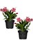 Yılbaşı Çiçeği Kırmızı 2 Adet 10-20 cm Schlumbergera Truncata 1