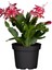 Yılbaşı Çiçeği Kırmızı 2 Adet 10-20 cm Schlumbergera Truncata 2