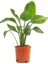 Starliçe Beyaz Cennet Kuşu Mini Boy 25-45CM (Strelitzia Nicolai) 1