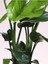 Starliçe Beyaz Cennet Kuşu Mini Boy 25-45CM (Strelitzia Nicolai) 2