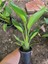 Mini Boy Starliçe Cennet Kuşu 25-40CM Strelitzia Reginae 1