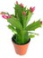 Kırmızı Renk Yılbaşı Çiçeği Schlumbergera Truncata 1 Adet Saksılı 1