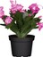 Pembe Renk Saksılı 1 Adet Yılbaşı Çiçeği Pink Schlumbergera Truncata 1